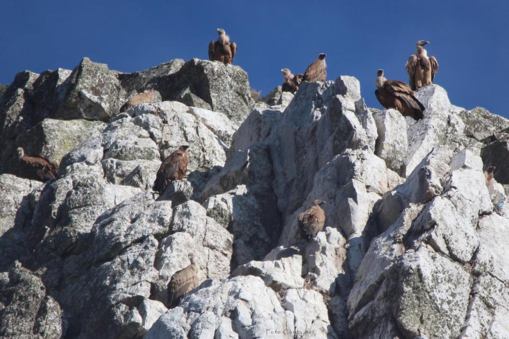 Sierra De Monfrague Lägenhet Torrejón el Rubio Exteriör bild